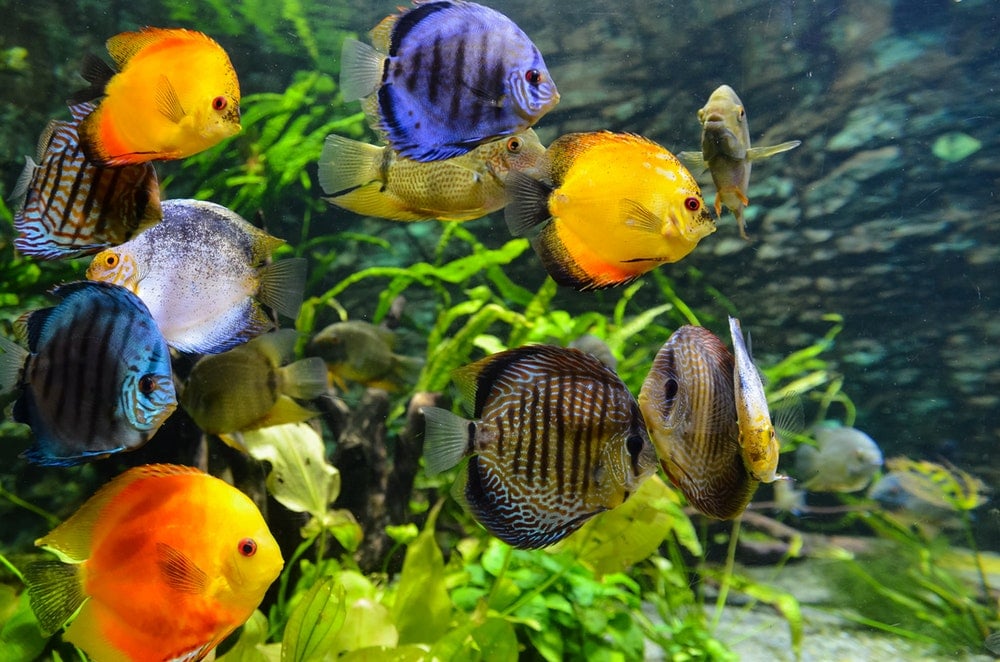 How do you sell tropical fish online?