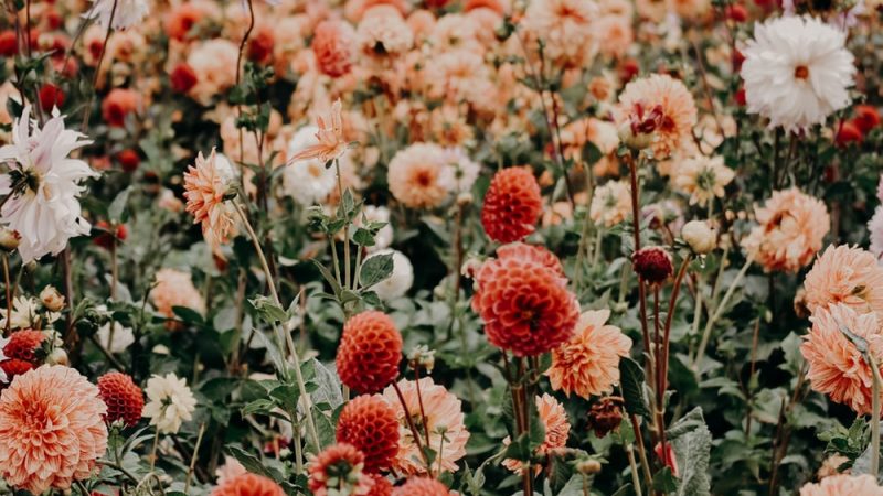 Flowers add a lot to the nature: