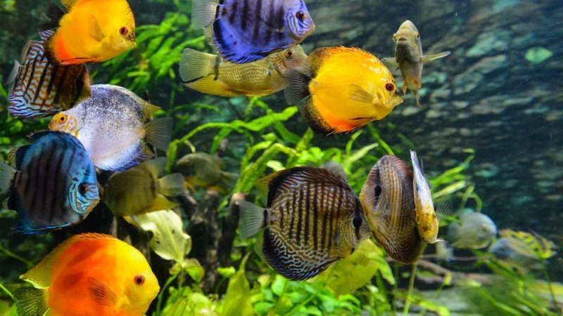 How do you sell tropical fish online?