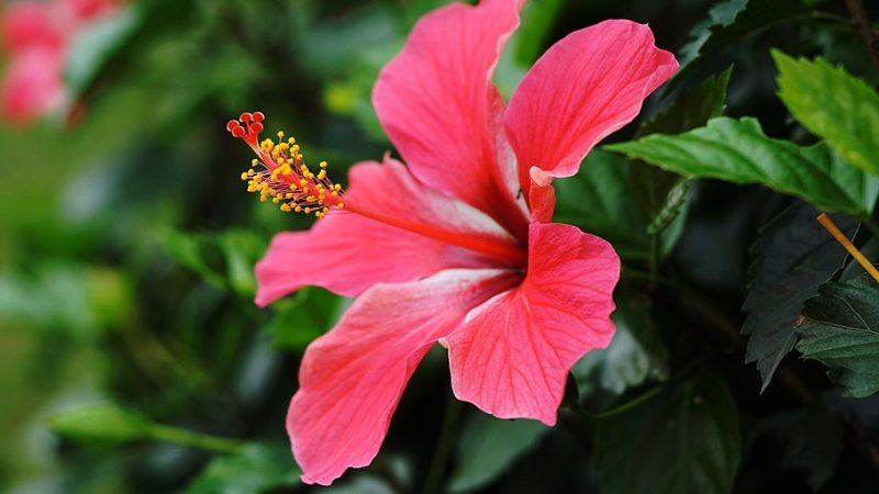Expert Recommended Tips & Tricks to Use Hibiscus for your Hair