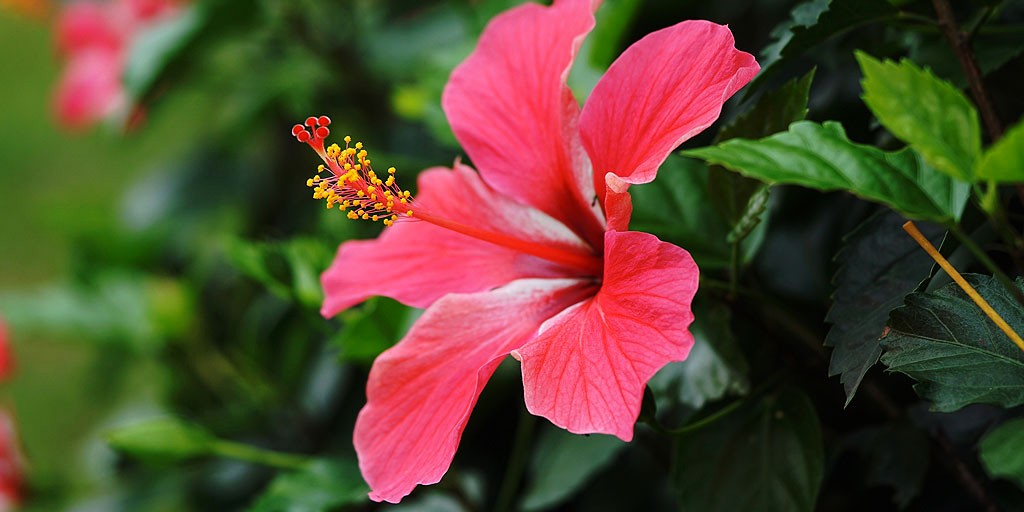Expert Recommended Tips & Tricks to Use Hibiscus for your Hair