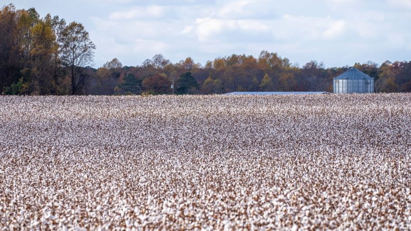Cotton Culture expansion