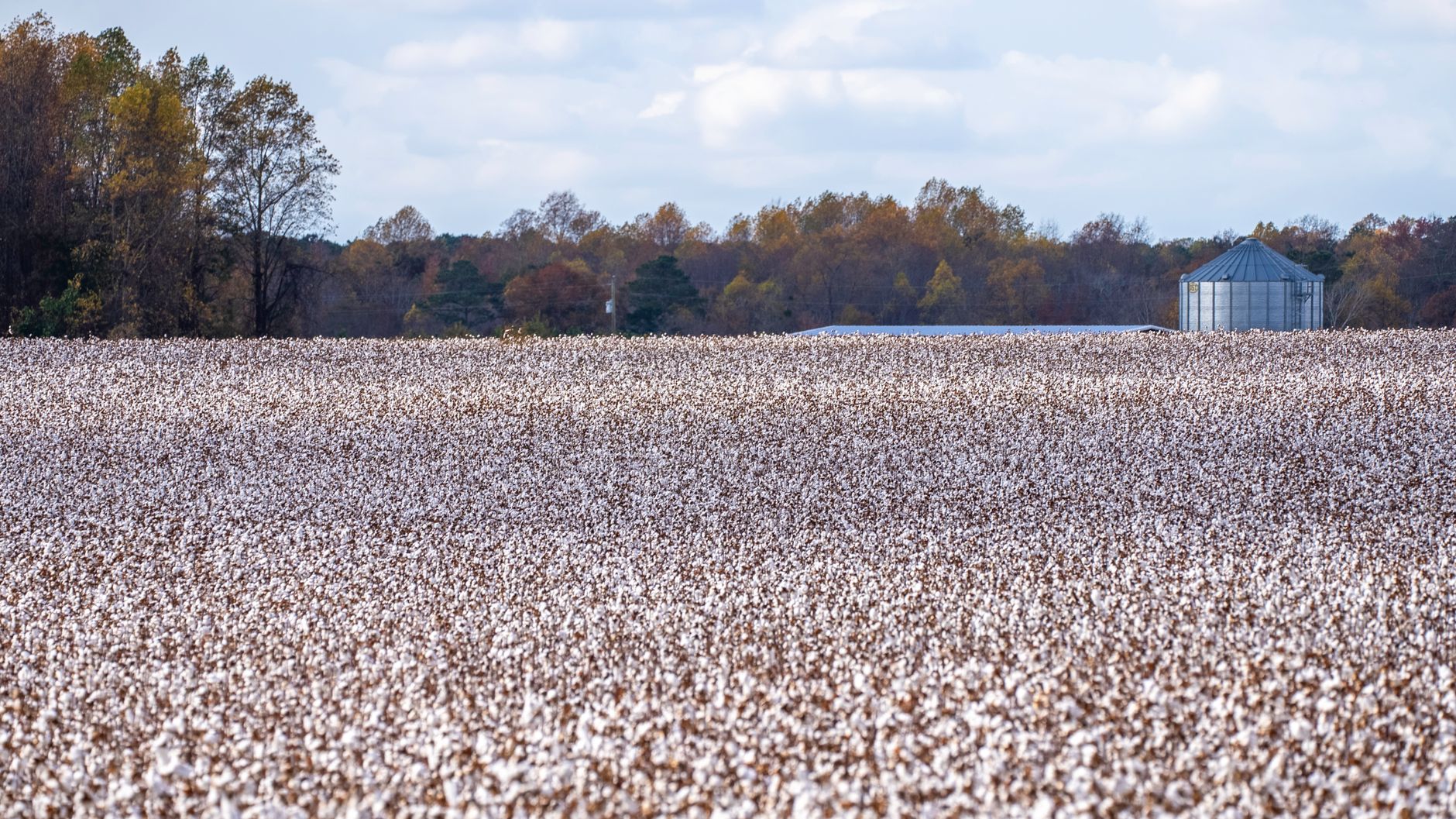 Cotton Culture expansion
